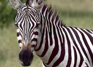 zebra kopf